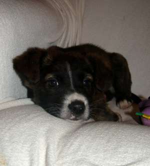 Catei metisi spre adoptie