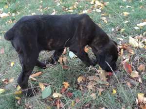 Cane Corso