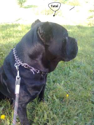 Cane Corso