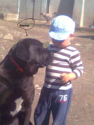 Cane Corso