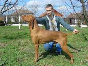Vizsla maghiara de vinzare pedigree tip A