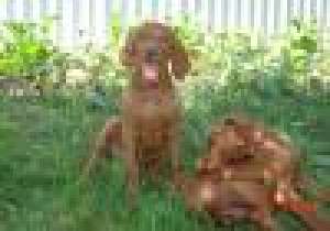 Vizsla maghiara de vinzare pedigree tip A