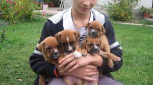 vand pui de boxer german