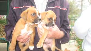 vand pui de boxer german