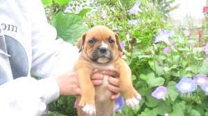 vand pui de boxer german