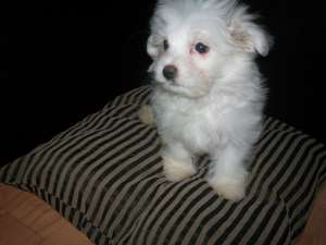 BICHON MALTEZ + cadou pt puiut !!
