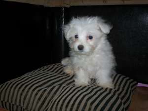 BICHON MALTEZ + cadou pt puiut !!