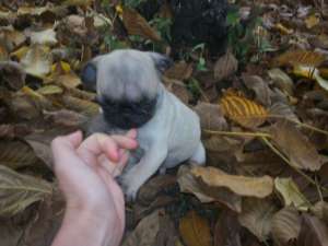 MOPS + cadou pt puiut !!