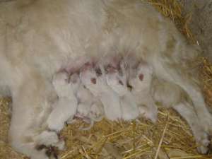 GOLDEN RETRIEVER + cadou pt puiut !!
