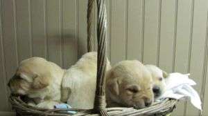 LABRADOR RETRIEVER + cadou pt puiut !!
