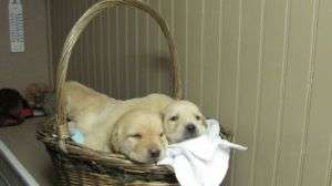 LABRADOR RETRIEVER + cadou pt puiut !!