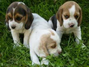 BEAGLE + cadou pt puiut !!