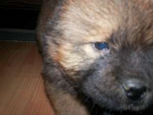 CHOW CHOW + cadou pt puiut !!
