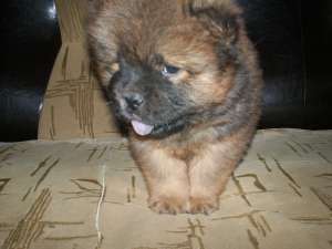 CHOW CHOW + cadou pt puiut !!
