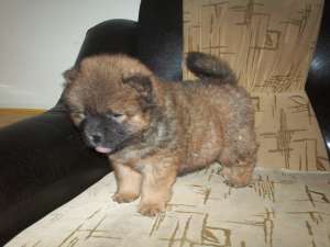 CHOW CHOW + cadou pt puiut !!