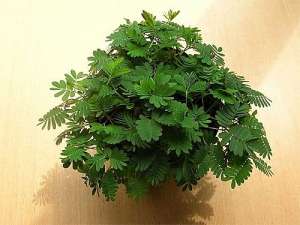 Mimosa pudica - Planta miscatoare!