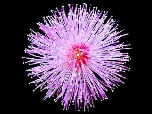 Mimosa pudica - Planta miscatoare!