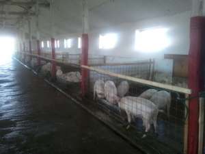 Porci de Rasa