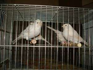 Vand canari de culoare