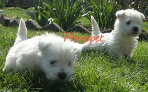Vand catei Westie