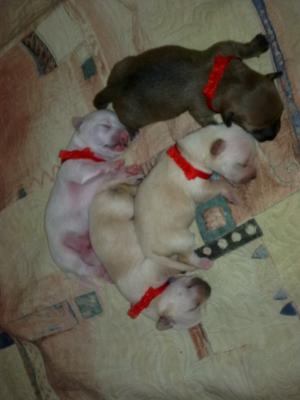 Vand pui chihuahua 2 luni