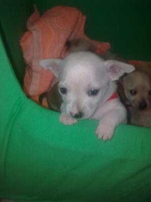Vand pui chihuahua 2 luni