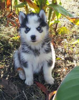 Pui Husky Siberian- Oferta  500 lei