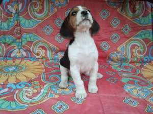 Pui beagle