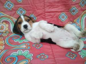 Pui beagle