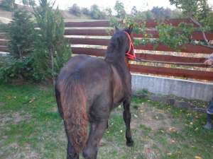 manza neagra