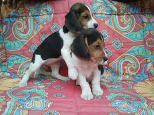 Pui Beagle de vanzare