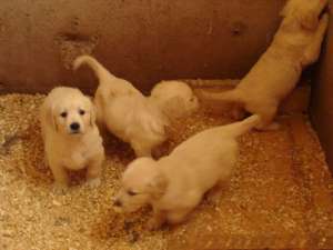 Golden Retriever