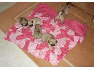 Mops de vanzare