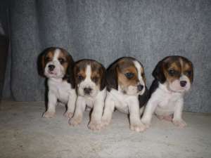 Beagele de Vanzare