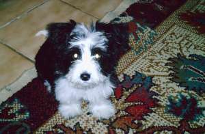 BICHON MALTEZ