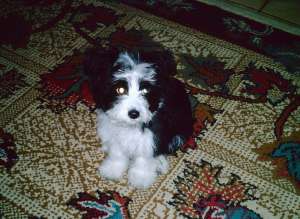 BICHON MALTEZ
