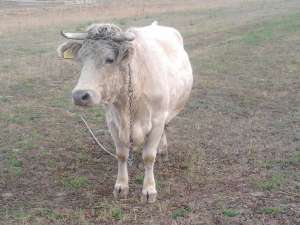 vaca si junica rasa baltata romineasca