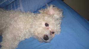 caut urgent catelusa bichon frise ,   doar bacau(MASCUL)