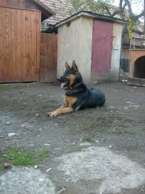Vand caine ciobanesc german.