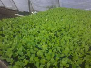 vand rasad salata