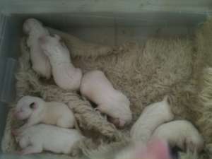 Pui Bull Terrier la  