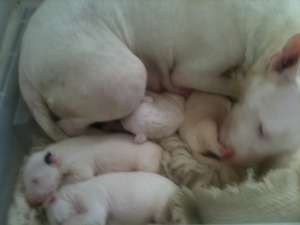 Pui Bull Terrier la  
