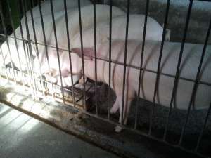 Vand Porci crecuti traditional. Greutate intre 110 - 150 kg. Pentru mai multe informatii contactati 