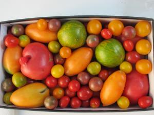 SEMINTE  TOMATE 40 soiuri
