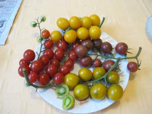 SEMINTE  TOMATE 40 soiuri