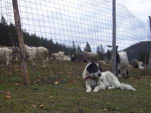Ciobanesc Romanesc de Bucovina de oi!