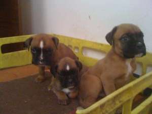 Vand pui BOXER