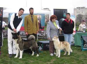 VAND MASCUL HUSKY CU PEDIGREE CAMPION ROMANIA !! FOARTE VALOROS