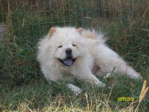 PUI CHOW-CHOW DE CALTATE, TOATE CULORILE