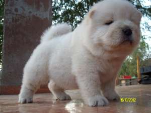 PUI CHOW-CHOW DE CALTATE, TOATE CULORILE
